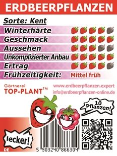 Kent Erdbeerpflanzen